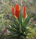 Bitter Aloe ، Red Aloe ، Tap Aloe